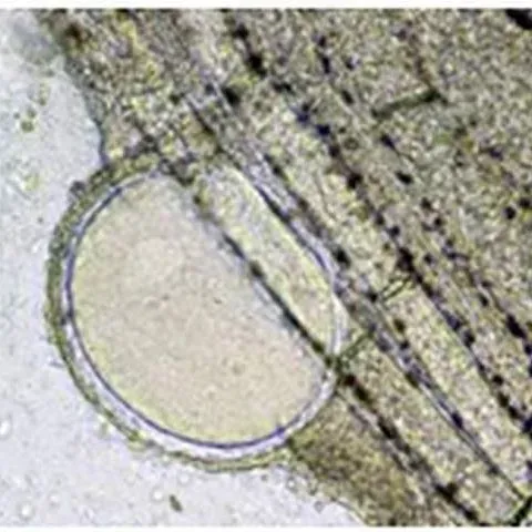 thumbnail for publication: Lymphocystis Disease in Fish